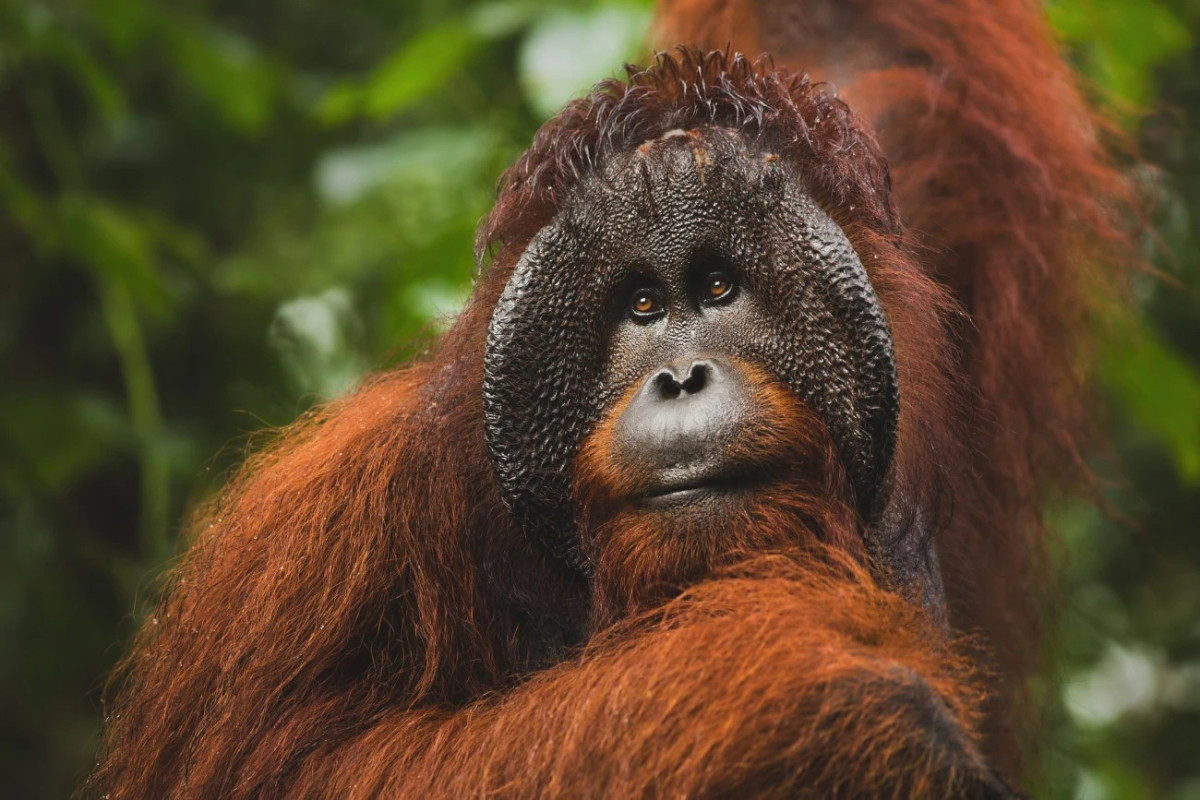 Des orangs-outans aux récifs coralliens, les pays du Sud investissent dans leur capital naturel