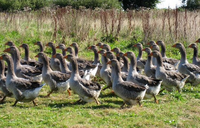 La filière française du foie gras refait surface.  89% des Français déclarent consommer du foie gras