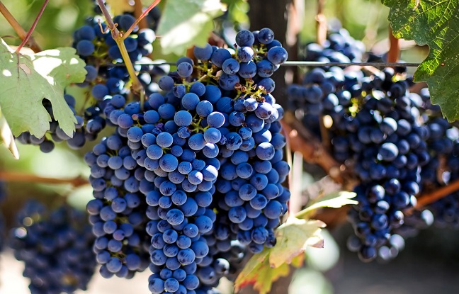 La viticulture française en grande difficulté