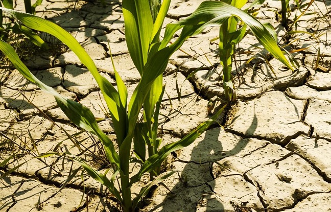 Réchauffement climatique et adaptation de l‘agriculture