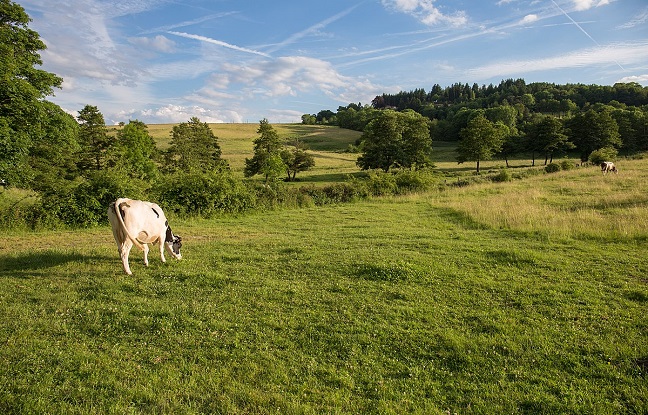 Réchauffement climatique et dégradation des pâturages mondiaux