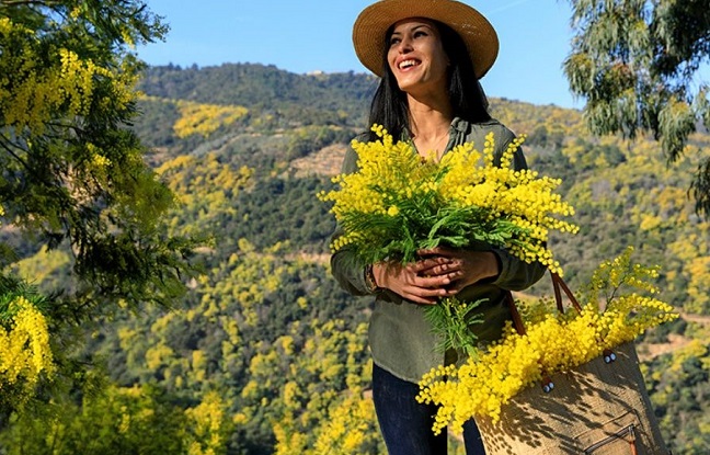 Massif du Tanneron : la plus grande forêt de mimosas d’Europe