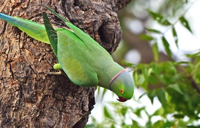 Les perruches vertes envahissent l'Ile de France