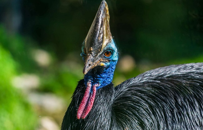 L'oiseau le plus dangereux du monde aurait été élevé par les humains il y a 18.000 ans