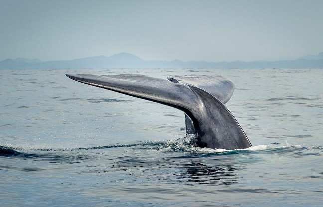Les baleines bleues ou rorqual bleu de retour en Antarctique cent ans après avoir frôlé l’extinction