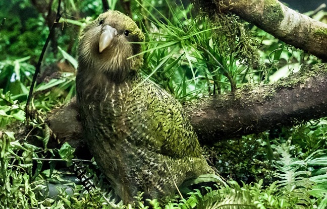 Le kakapo, un oiseau en voie de disparition