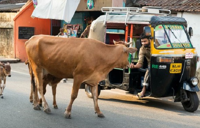 En Inde, une vache vaut plus qu’un homme