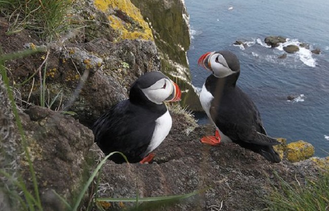 Le macareux moine Un plongeur résilient à l’épreuve des folies humaines