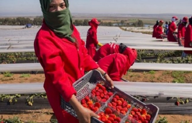 Exploitation des femmes, viols… Voici le véritable coût des fraises importées d’Espagne